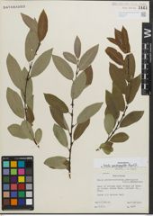 Foto von Salix padophylla Rydb.